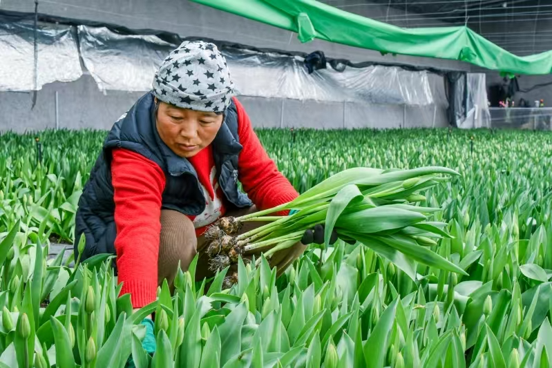 蘭州新區(qū)郁金香俏麗上市